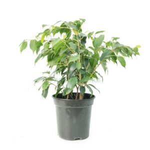 Ficus Benjamina